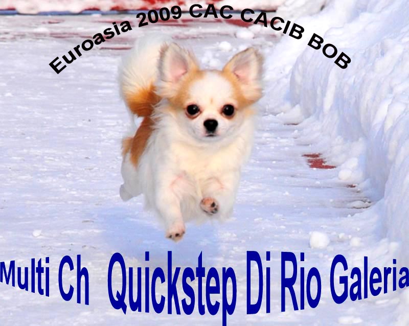 Quickstep Di Rio Galeria